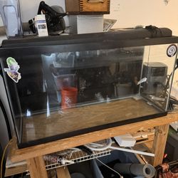 Fisk Tank 