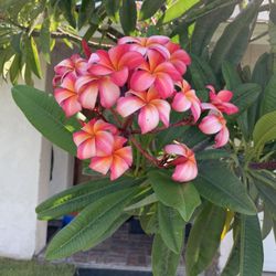 Plumeria Stem