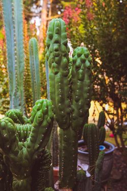 Trichocereus/Huachuma/San Pedro and other cacti