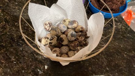 quail eggs for sale