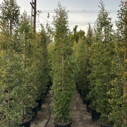 Eugenia Privacy Hedge