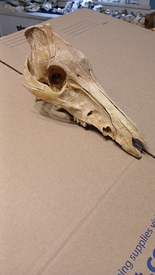 Wild Pig Skull