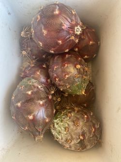 Dragon Fruit - Pitaya 
