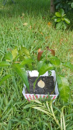 Baby mango trees the most delicious tasting mango you will ever have.