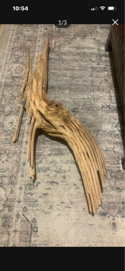 Saguaro Cactus Skeleton