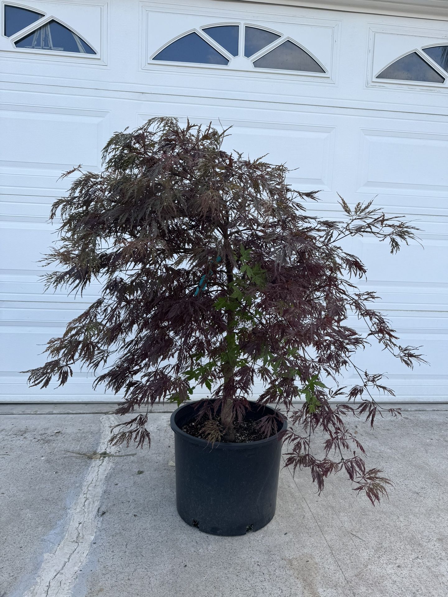 Japanese Maple Crimson Queen