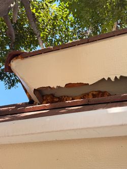 Termite inspection In LongBeach