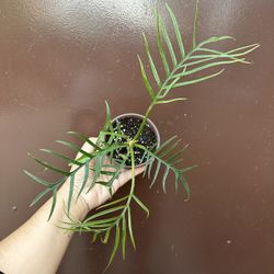 4” Philodendron Tortum