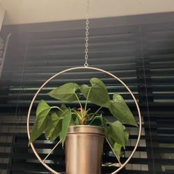 Hanging Pink Brass plant holder