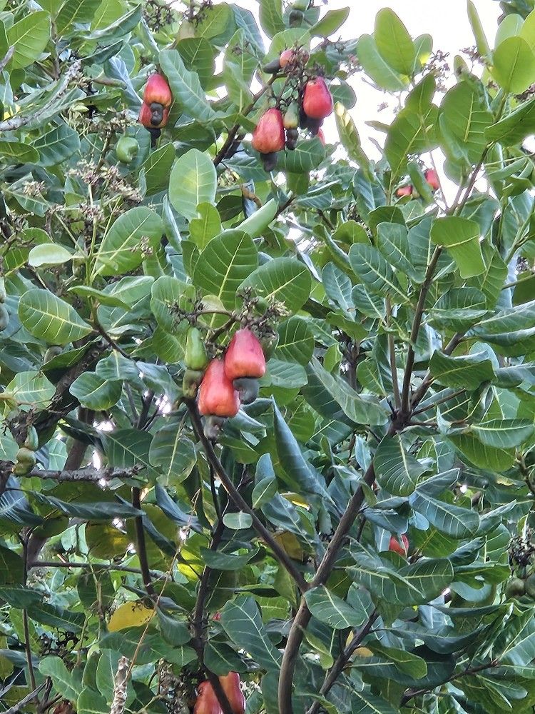 Fresh Fruit 2 For $1