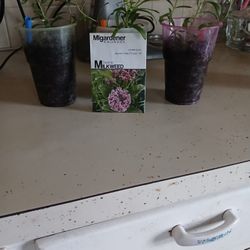 Swamp Milkweed 
