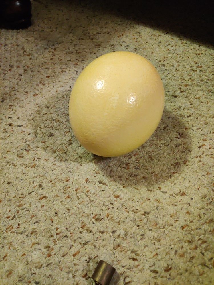 Ostrich Egg