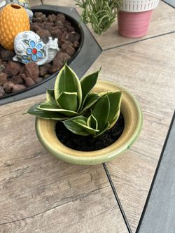 Golden Edge Snack Plant 🪴 