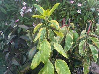 Ficus rubber trees