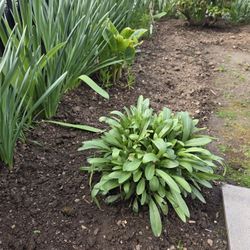 Early Sunrise Coreopsis.