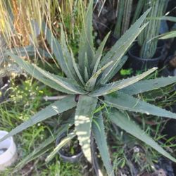 Beautiful Aloe Vera Plant