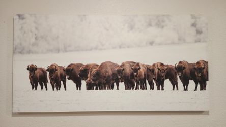 Large Native American / Buffalo Canvas Print