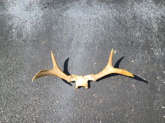 Deer antlers
