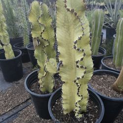 Euphorbia Ammak Cactus 
