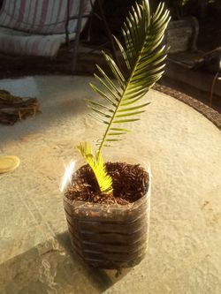 Young Palm Plant 🌴 Starter • Easy Care • Indoor/Outdoor - Planta Palma Joven 🌴 Inicial • Fácil Cuidado