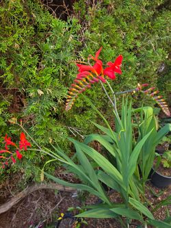 Garden Plant Japanese Iris Orange
