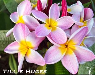 PLUMERIA ( JL TILLIE HUGES ) BAG ROOTED CUTTINGS.ONLY $25. 1, 2, 3, AND 4 TIPS. WHILE SUPPLIES LAST.