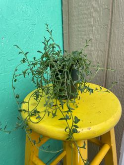 String of dolphins