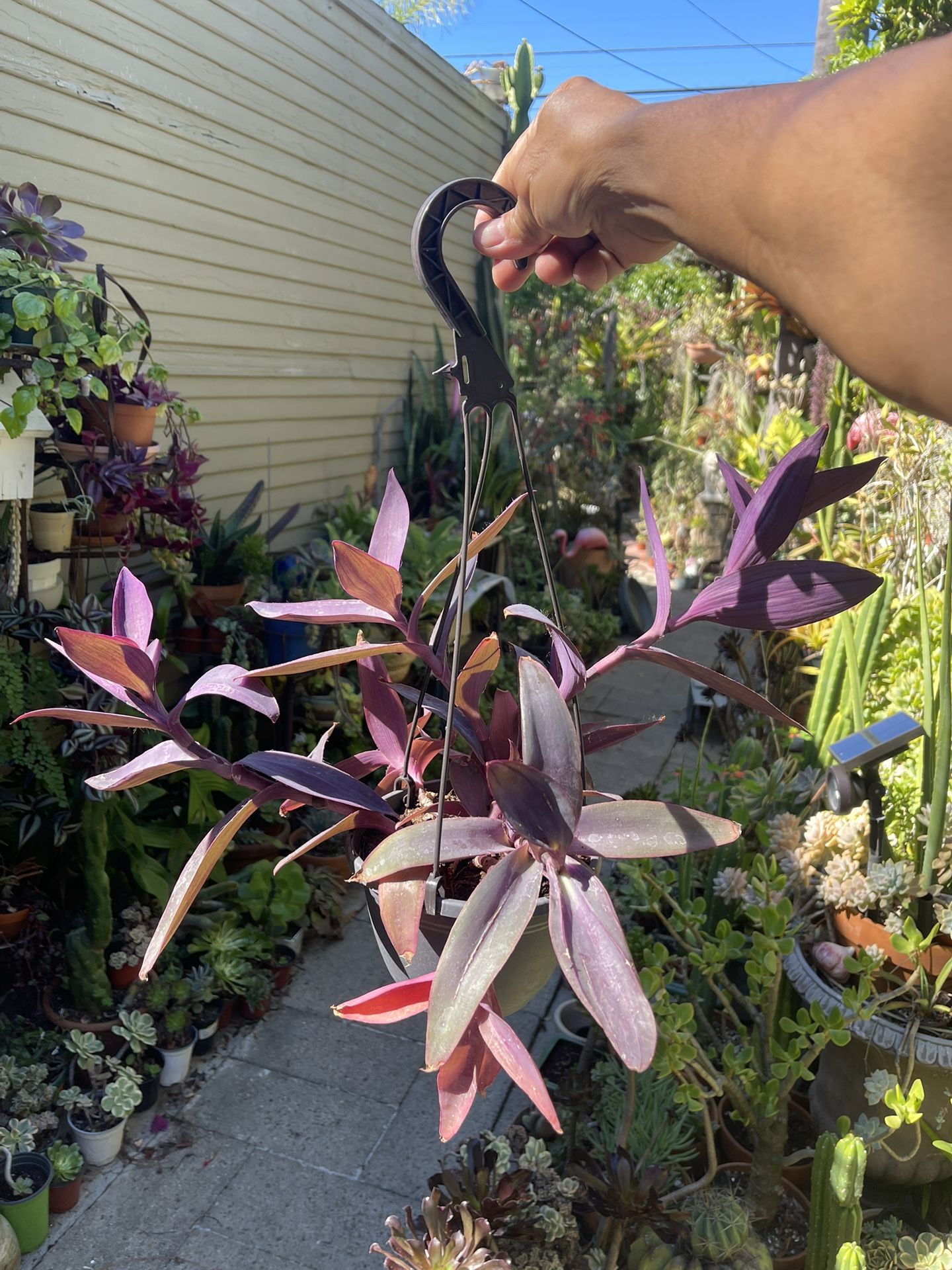 Purple Heart Succulent Plant