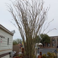 OCOTILLO tree Needs To Be Cut / Pruned