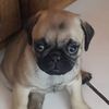 hector