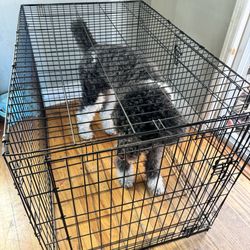 XXL 48” Dog Cage 