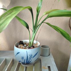 Lucky Bamboo In Porcelain Cup