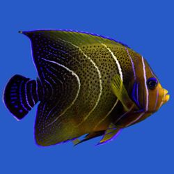 Salt water fish aquarium decor