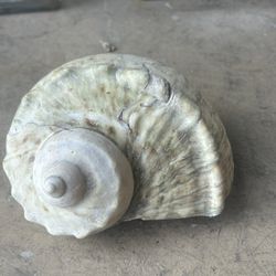 This is just shell…I mean swell: Turbo Marmoratus, Green Turban Shell from a Bygone Gastropod: 