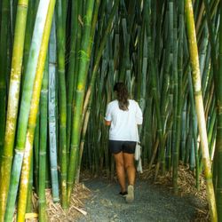 Clumping Blue Bamboo ~ B. chungii  &  B. chungii 'Barbellata'