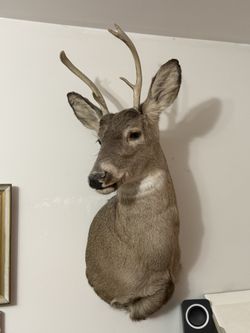 Beautiful Deer Head Wall Mount