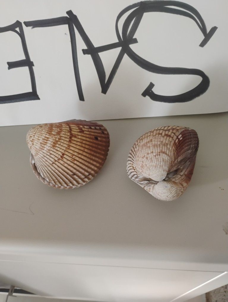 2 Full Clam Shells That Are Jointer Together In Perfect Cond