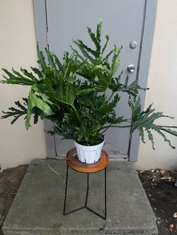 Philodendron Lickety Split House Plant 8” Pot