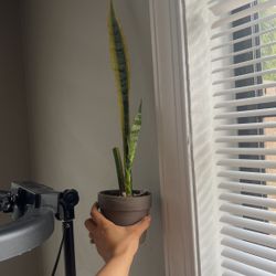 Snake Plant 