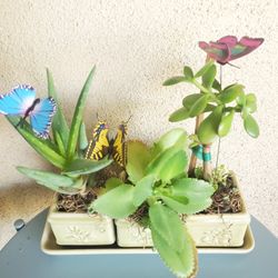 Succulents In Decorator 3 Ceramic Pots & Tray