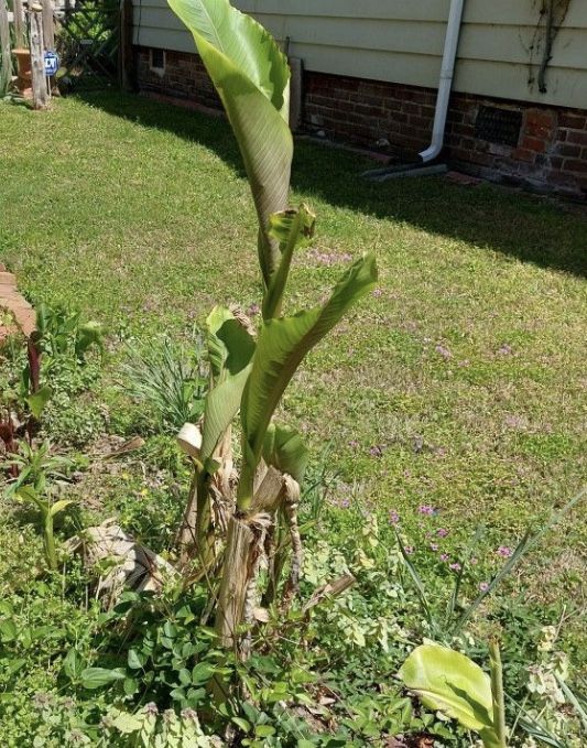 Banana Tree