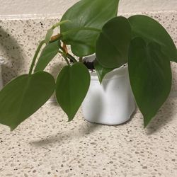 Pothos And Philodendron Plant Starter