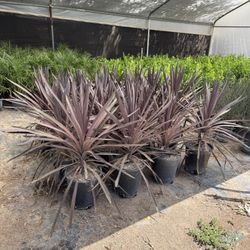 Cordyline Plants 5 Gal 
