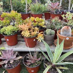 Variety Of Succulents Plants 