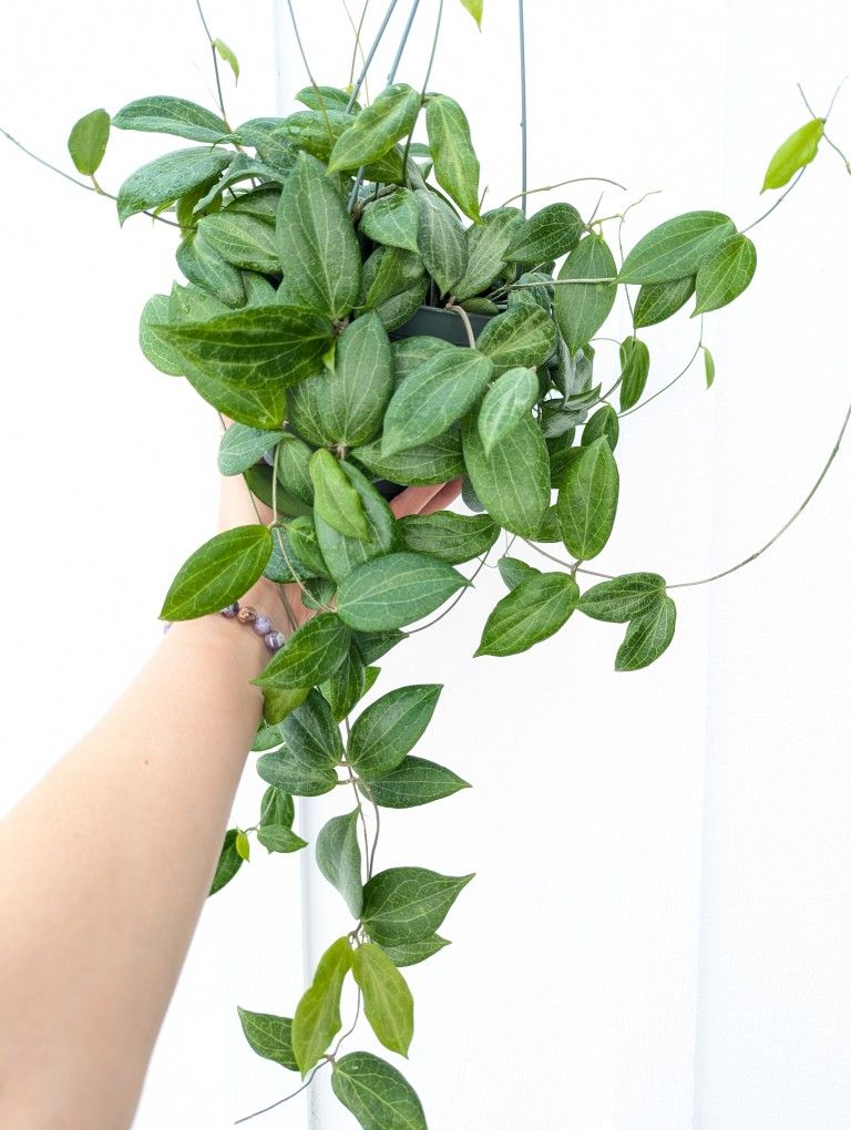 Hoya Fitchii Plant 6" Pot - Indoor House Plants 