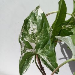 Rare White Knight Albo Variegata Arrowhead Plant / House Plant/ Indoor Plant Flower Patio Garden