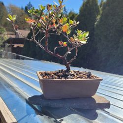 Ceramic Potted Arctostaphylos Uva-ursi