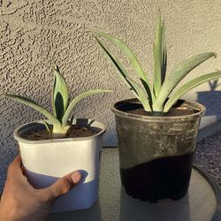 Hohokam Agave (Agave Murpheyi) - Rooted Pups