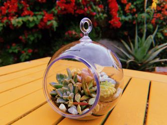 Succulent Arrangement