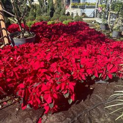 Poinsettias 